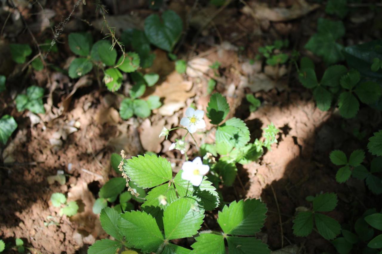 Attitudes Naturelles Labastide-de-Virac エクステリア 写真